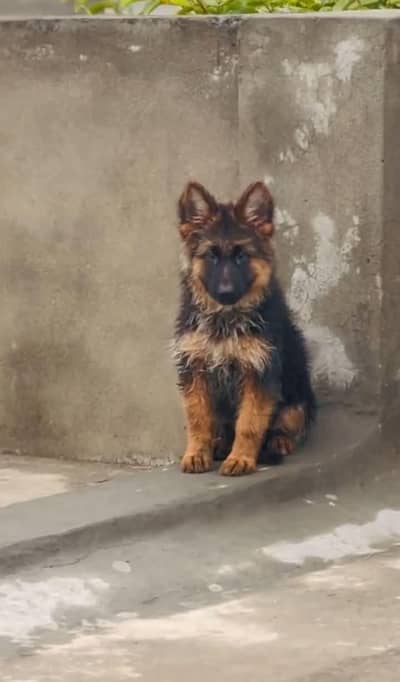 grewGerman shepherd male puppy for sale