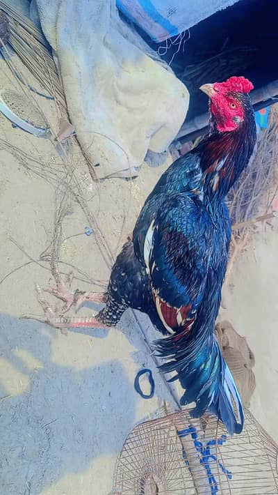 Mushka lasani age 12 month male