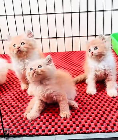 Persian | Cat baby | kittens | fluffy Low price   0Ʒ458786ᴥ୨7 ωᗩŤ$P