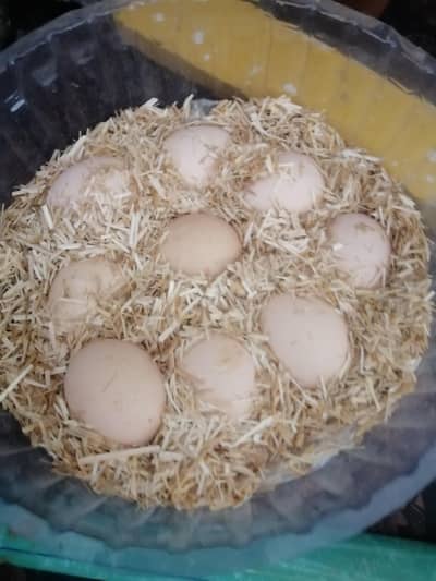 pure thai egg for sell