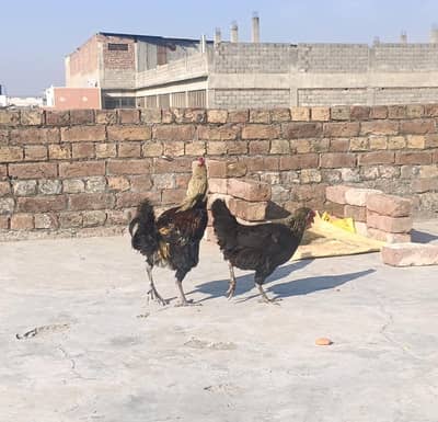 Desi Murgi And Murga