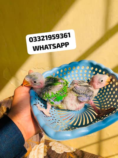 Kashmir raw chicks Available