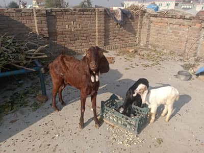 Bakri sath 2 bacche