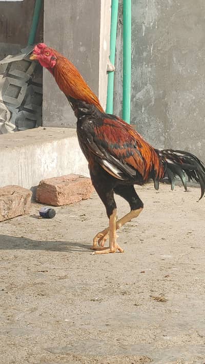 Aseel thai cross bird argent sall