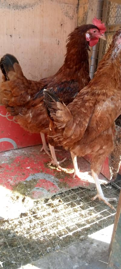 egg laing hens for sale