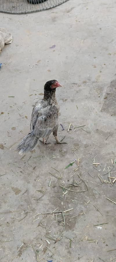  Aseel Nasal Murghi For Sale – Healthy