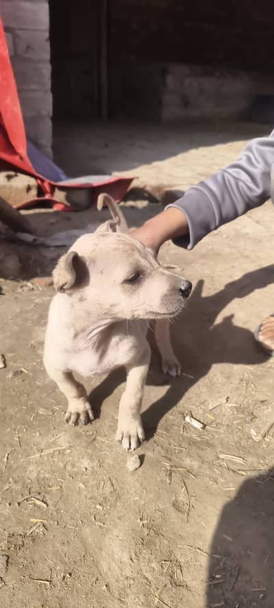 Bally Gutter for Sale