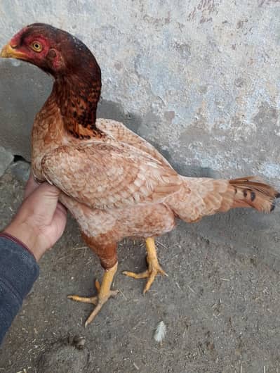 high quality aseel jora