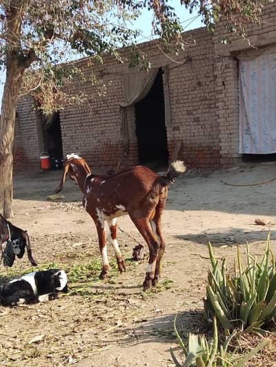 Goat For sale daraghli desi bakri