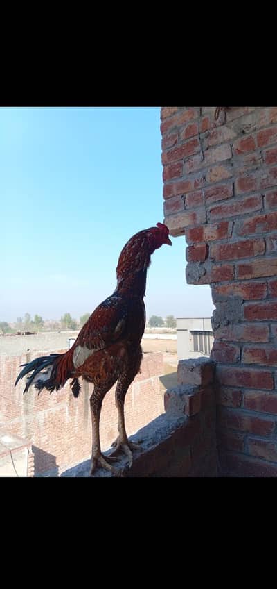 Burmi Breeder male double body