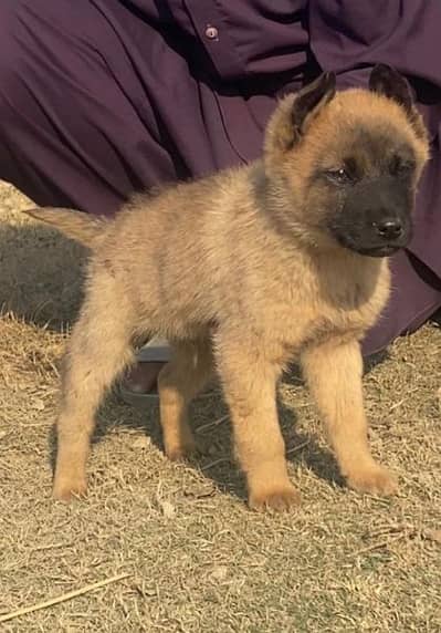 Belgium balenas mail for sale 2 mahnt active and healthy