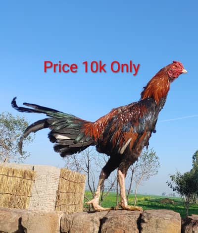 Pure Aseel Breed Lraka