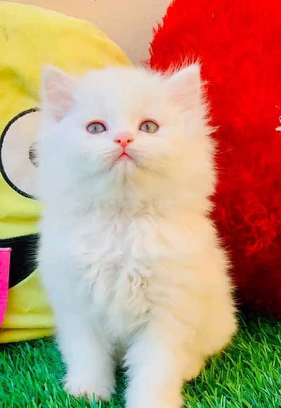 Persian kitten triple long coat and littler Trend/0331/7823482/