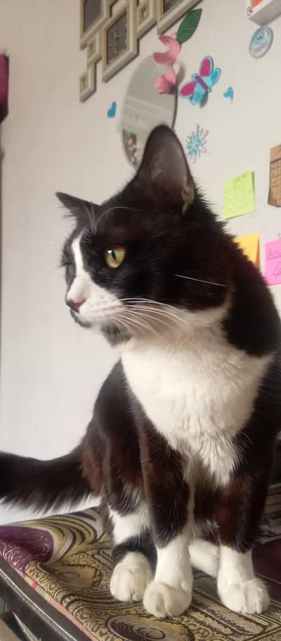 Persian cat for sale