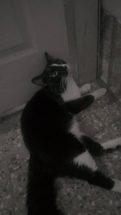 Persian cat for sale