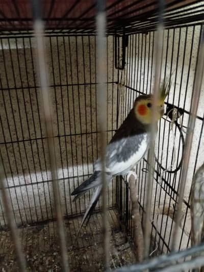 Cocktail pair for sale