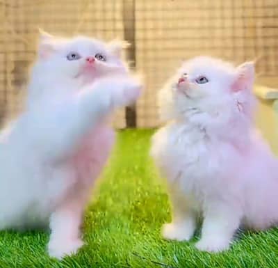 Persian | Cat baby | kittens | fluffy Low price   0Ʒ458786ᴥ୨7 ωᗩŤ$P