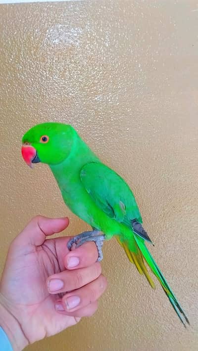 green ring nick hand time pice