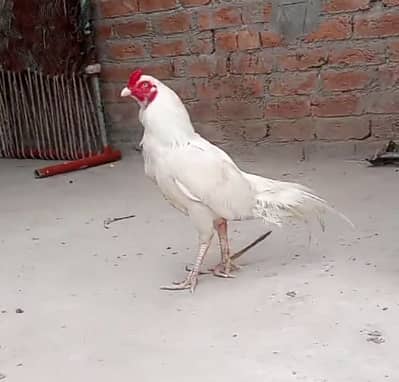 pure white heera Aseel Whatsapp 03402012707