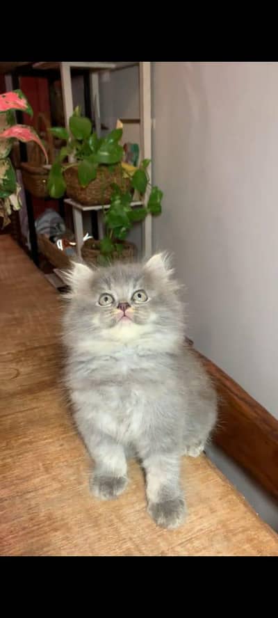 Persian kitten triple long coat and littler Trend/0331/7823482/