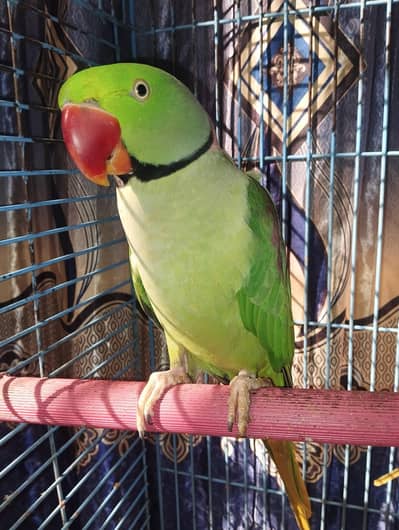 Raw Tota (Healthy & Active) – Enjoy Nature