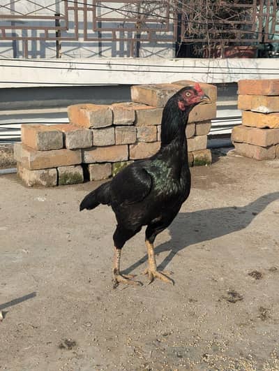 Aseel madi 03125544226