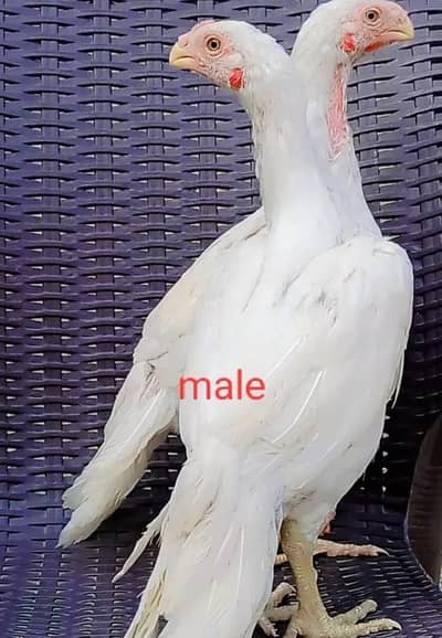 arrot big murga age 3 month for sale 03468444939