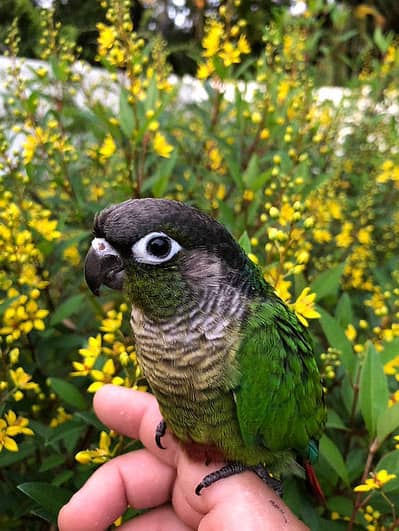 Green check conure  handtame