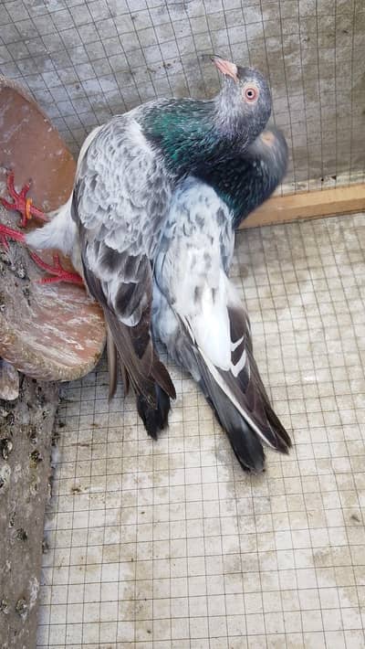 Amamdin breedr pair ha amdon bachon ki garanti ha