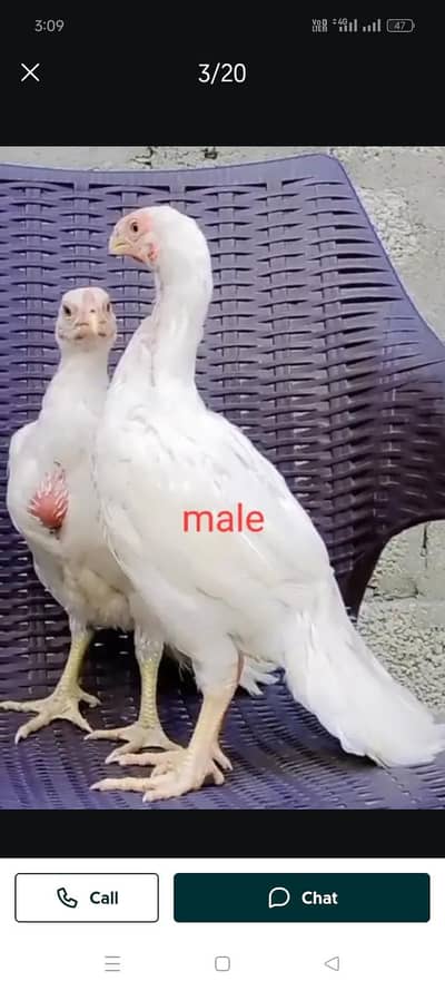 arrot big murga age 3 month for sale 03468444939