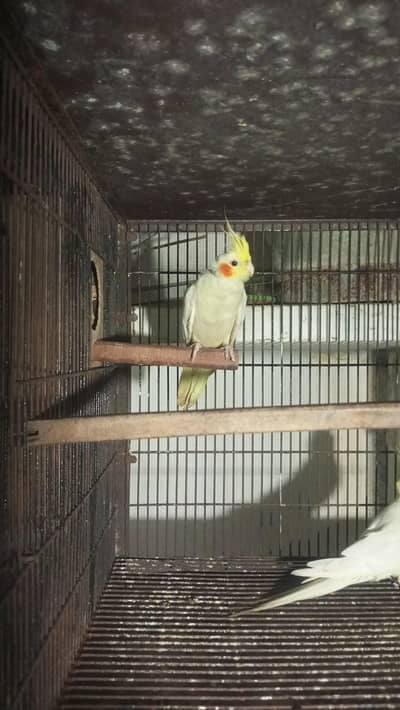 cocktail breeder pair