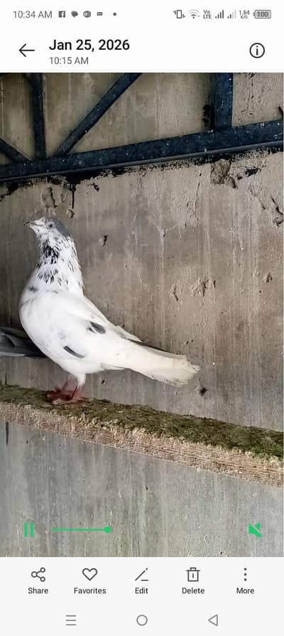 syilakoti pure btra kabotat far sail