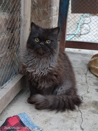Persian Kittens Triple Coated White Gray Golden