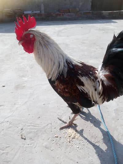 Beautiful Healthy Roster For Sale