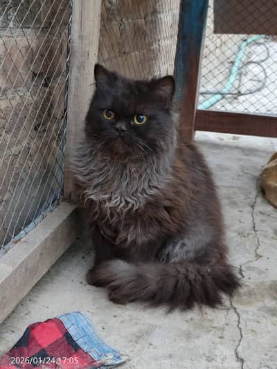 Persian Long Coated Trained Kittens