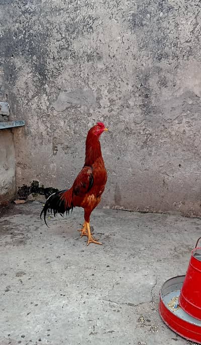 Healthy and Active urgent sell   Heera Mianwali cross