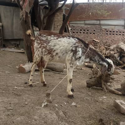 makhechen bkre dodh wale