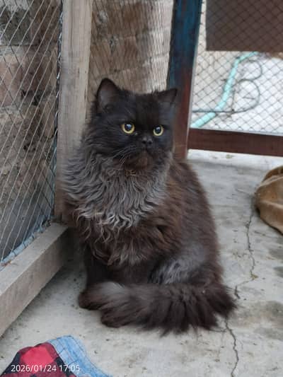 Persian Triple Coated Cat