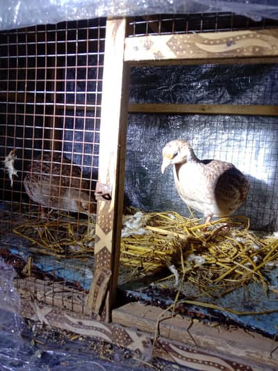 dakhni teetar male aur female available (0320-4495950)