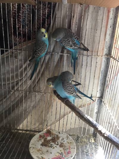 full breeder blue colour budgies males available