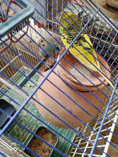 budgie pair