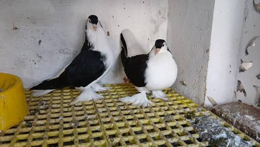 SOME FENCY BIRDS AVIALBLE