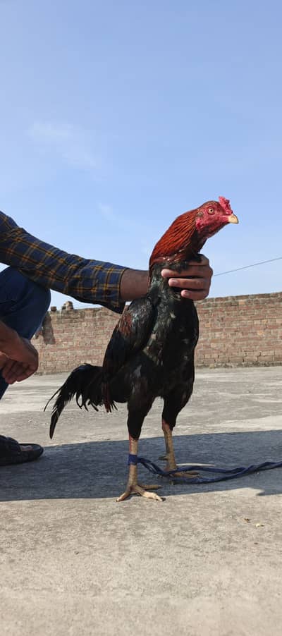 Thai murga murgiya or aseel eggs available