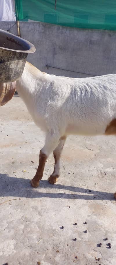 Sindhi patairi path bakri