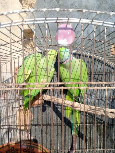 Breeding pair for sale