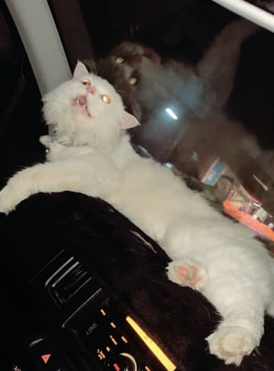 Persion Male Cat vaccinated 3 coated