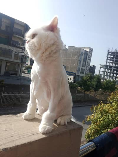Persian cat for sale