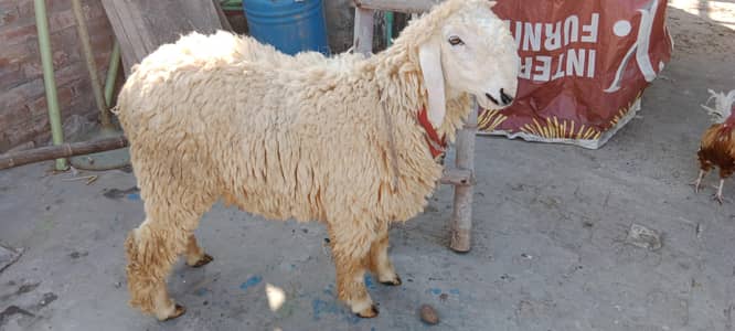 Desi Mundra Ghar ka Pala hova