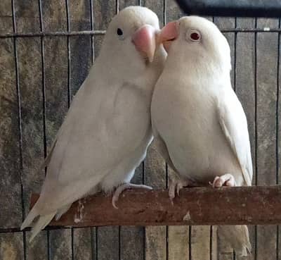 setup urgent sal ,albino red eye breader birds pairs with cage/box/bar