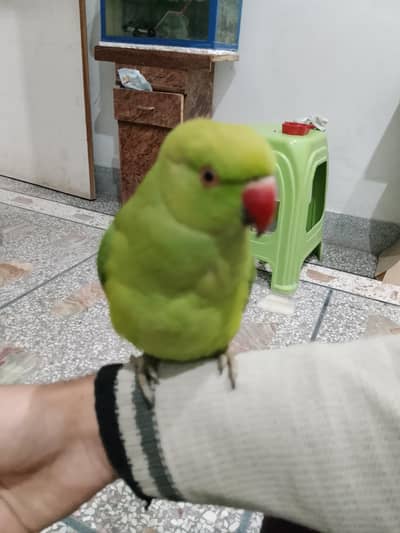 Ring neck parrot for sale